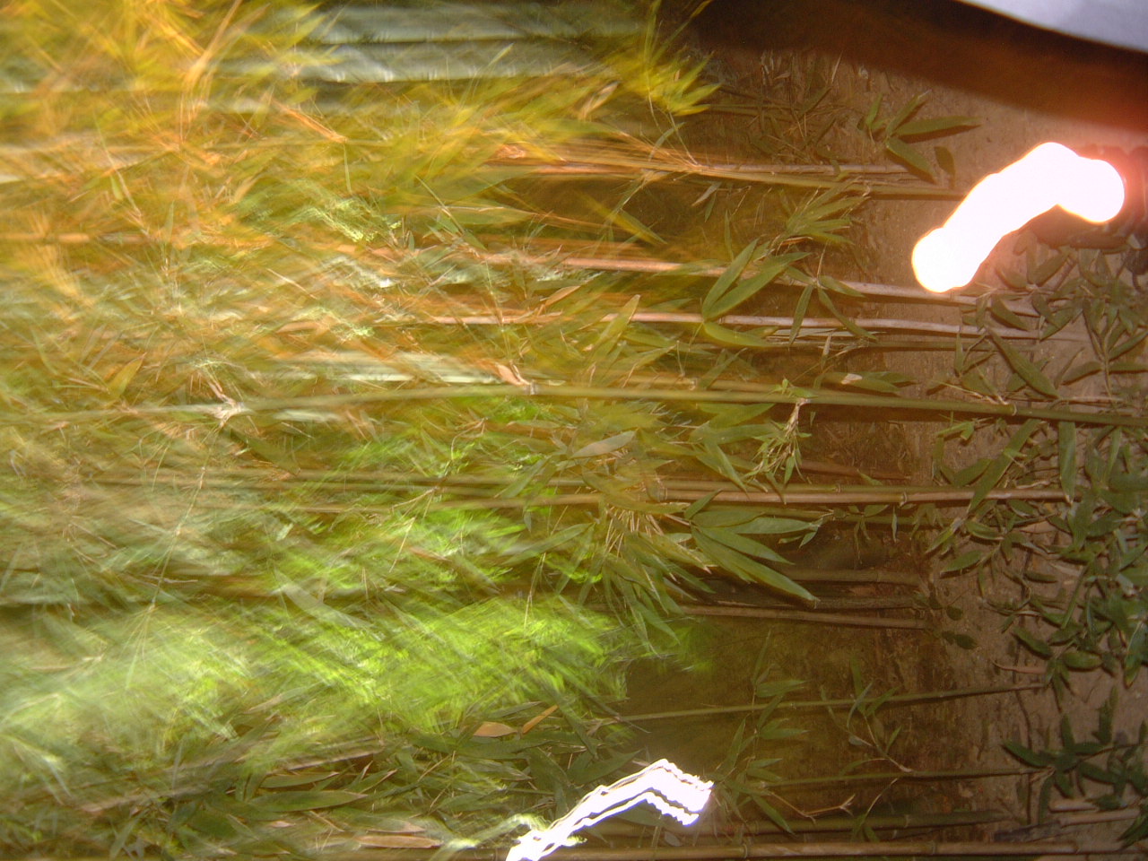 DSCF0073.JPG