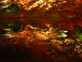 DSCF0124_thumb.png