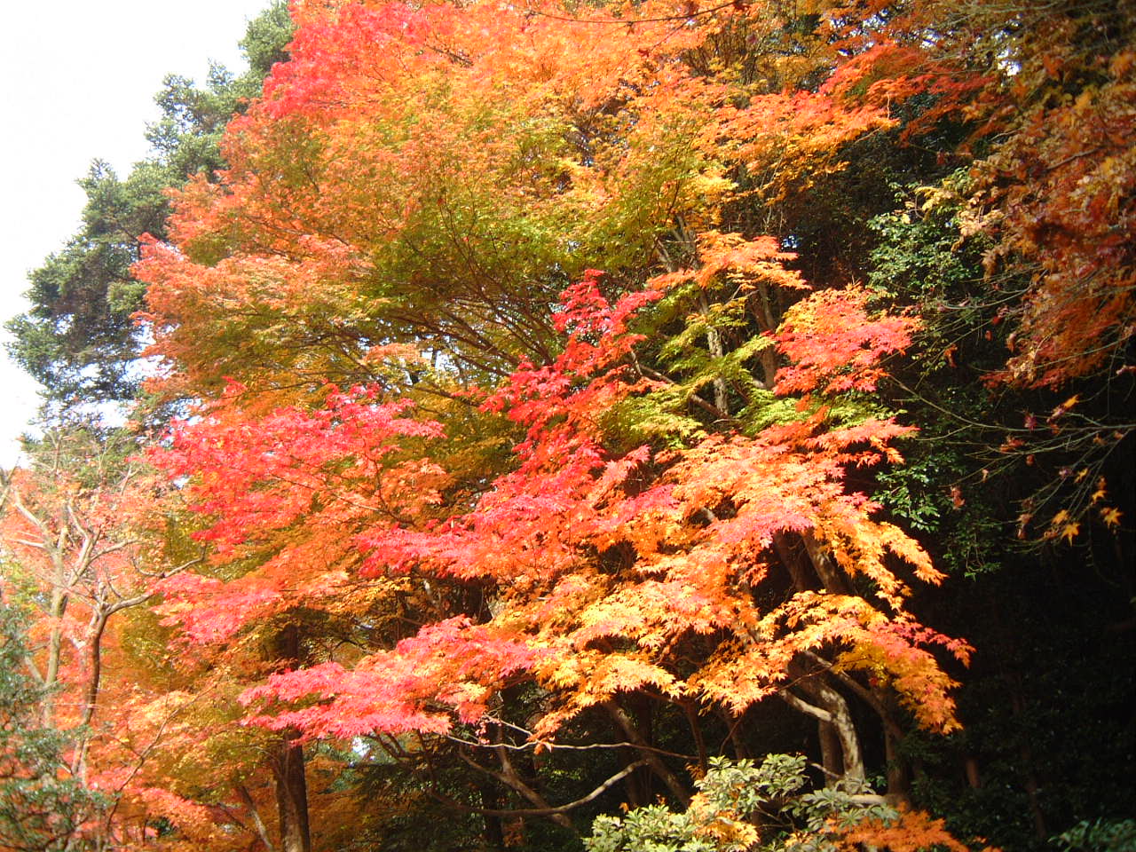 DSCF0174.JPG