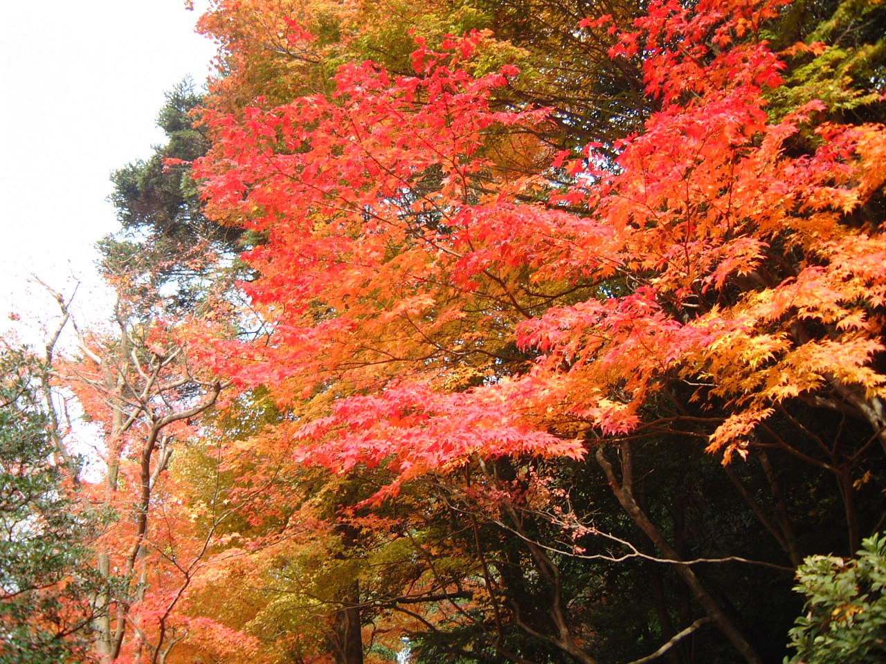 DSCF0175.JPG