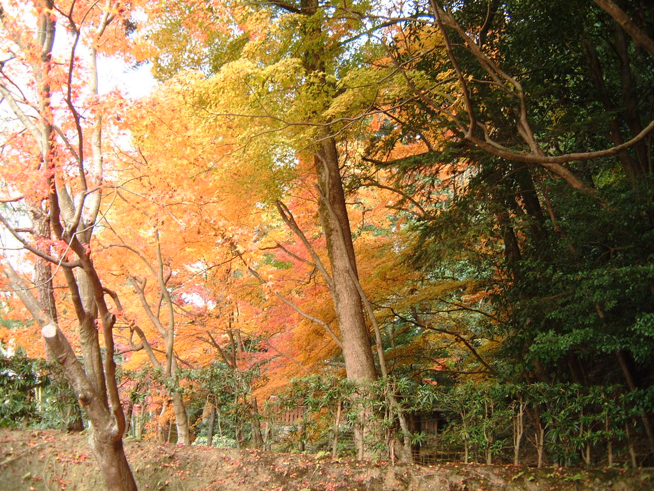 DSCF0176.JPG
