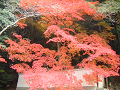 DSCF0180_thumb.png