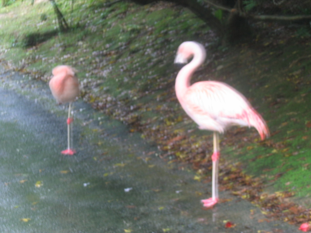 IMG_1825.JPG
