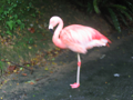 IMG_1827_thumb.png