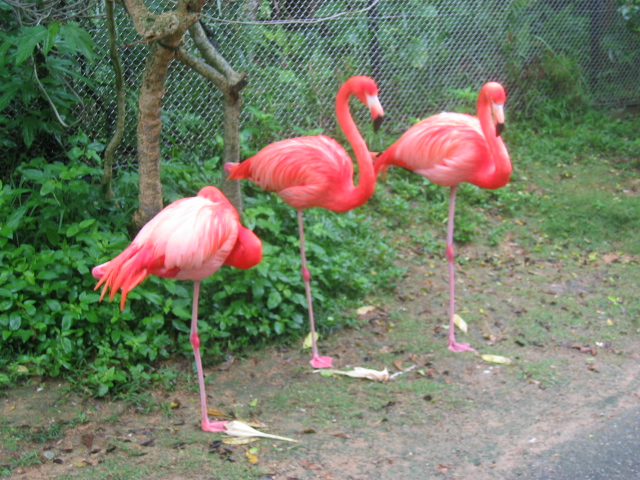 IMG_1833.JPG