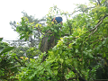 IMG_1851_thumb.png
