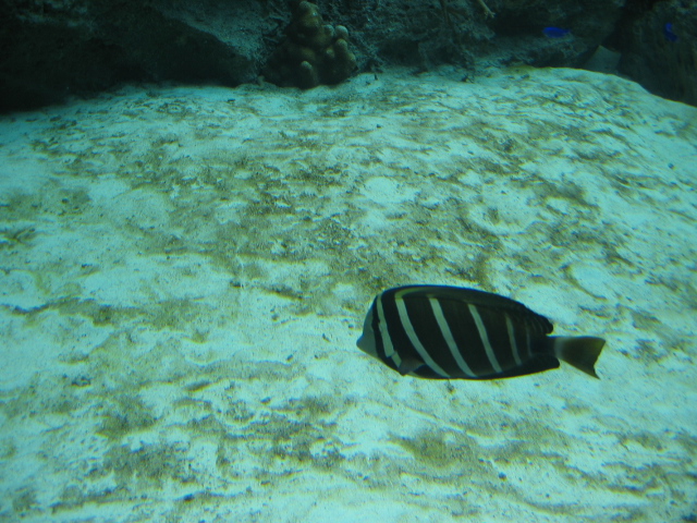 IMG_1718.JPG