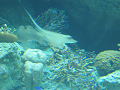 IMG_1719_thumb.png