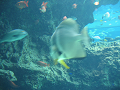 IMG_1730_thumb.png