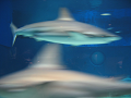 IMG_1741_thumb.png