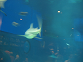 IMG_1742_thumb.png