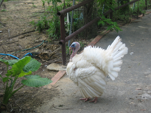 IMG_2130.JPG